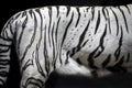 White tiger skin pattern. Royalty Free Stock Photo