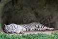 White tiger or White tiger sleeping Royalty Free Stock Photo