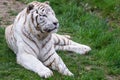 A white tiger sleeping in the forest Royalty Free Stock Photo