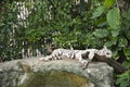 White tiger sleeping and relaxing in cage at public park in Bangkok, Thailand Royalty Free Stock Photo