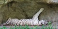 White tiger sleeping Royalty Free Stock Photo