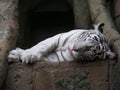 White tiger sleeping on the stone Royalty Free Stock Photo