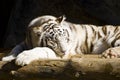 A white tiger sleeping under the sun