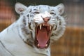 White tiger snarl with sharp teeth Royalty Free Stock Photo