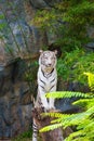 White Tiger Stand On The Stump