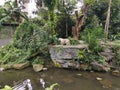 White tiger standing majestically