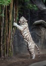 White Tiger standing.