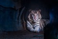 White tiger staring from the cave