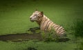White tiger submerged in a swamp at Sunderban tiger reserve. White Bengal tigers can be rarely seen out of captivity.