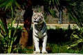 white tiger Royalty Free Stock Photo