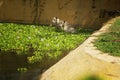 White tiger swimming in the pond Royalty Free Stock Photo