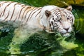 White tiger