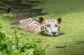 White tiger swims in the water of a marshy swamp. White Bengal tigers are considered as endangered. Royalty Free Stock Photo