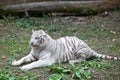 White tiger Royalty Free Stock Photo