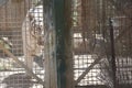 White tiger trapped behind bars