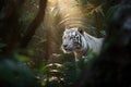 The white tiger walk in the wild