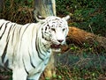 White tiger walking Royalty Free Stock Photo