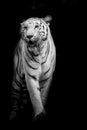 White tiger walking isolated on black background Royalty Free Stock Photo