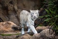 White tiger walking at Loro park on Tenerife island, Spain