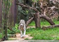 White tiger walking relaxation Royalty Free Stock Photo