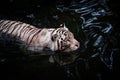 White tiger walking in water Royalty Free Stock Photo