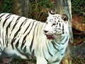 White tiger walking Royalty Free Stock Photo