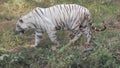 A white tiger wandering in forest in India