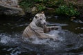 White tiger waving his powerful paws in the water Royalty Free Stock Photo