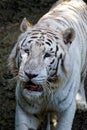The white tiger Royalty Free Stock Photo