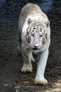 The white tiger Royalty Free Stock Photo