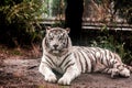 White tiger.White tiger lays in the zoo aviary.Siberian tiger, Amur tiger.