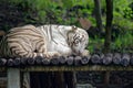 White tiger Royalty Free Stock Photo
