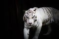 White tiger in wildness Royalty Free Stock Photo