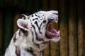 White tiger Royalty Free Stock Photo