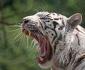 White Tiger Yawning Royalty Free Stock Photo