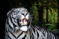 White Tiger yawns on the green foliage background. Royalty Free Stock Photo