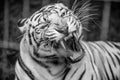 White Tiger in Zoo Royalty Free Stock Photo