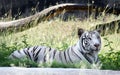 A rare extinct animal white tigress name "Diya" sitting on ground taking rest in a zoo near Chandigarh. Royalty Free Stock Photo