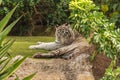 White tiger in a zoo in good Animal welfare in a zoo. White tiger in a zoo in good condition Royalty Free Stock Photo