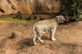 White tiger in a zoo in good Animal welfare in a zoo. White tiger in a zoo in good condition Royalty Free Stock Photo