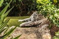 White tiger in a zoo in good Animal welfare in a zoo. White tiger in a zoo in good condition Royalty Free Stock Photo