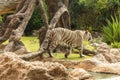 White tiger in a zoo in good Animal welfare in a zoo. White tiger in a zoo in good condition Royalty Free Stock Photo