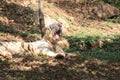 White Tiger at zoological park