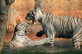 White tigers