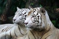 White Tigers