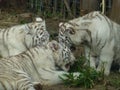 White Tigers in Buenos Aires