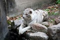 White tiger Royalty Free Stock Photo