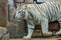 Bengal white tiger watching in zoo