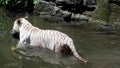 white tigers swimming in a water in singapor zoo