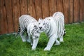 White Tigers Snuggle